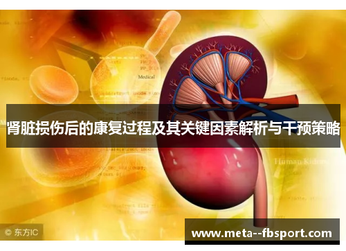 肾脏损伤后的康复过程及其关键因素解析与干预策略